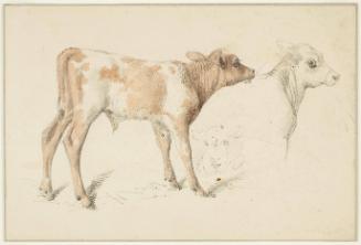 Studies of a Bull Calf