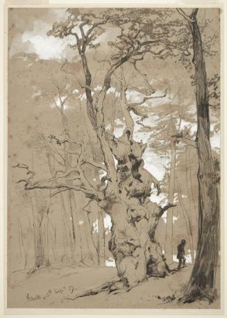Dead Tree Study, Knole