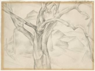 Untitled (Study of a Tree)