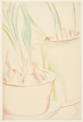 Still Life with Bulbs