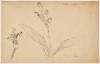 Orchis, Spectabilis