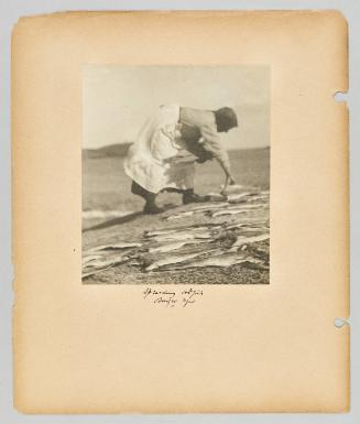 Spreading codfish, Burgeo, Nfld. Page 39 of Newfoundland from Collection of Canadian albums compiled by Edith S. Watson
