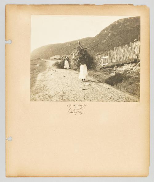 Spruce boughs for firewood, Hermitage. Page 34 of Newfoundland from Collection of Canadian albums compiled by Edith S. Watson
