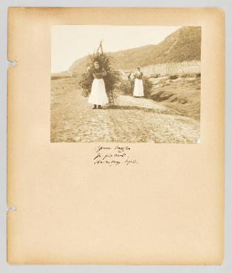 Spruce boughs for fire wood. Hermitage, Nfld. Page 28 of Newfoundland from Collection of Canadian albums compiled by Edith S. Watson
