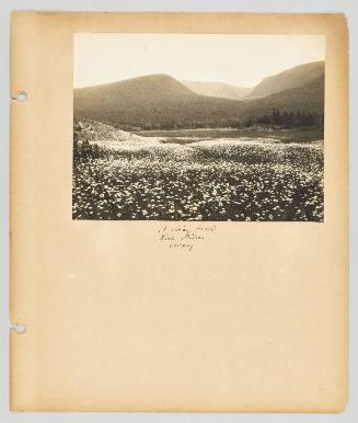 A daisy field. Little River, Codroy. [Page 9 of Newfoundland from Collection of Canadian albums compiled by Edith S. Watson]