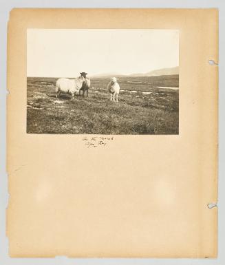 On the marsh, Cape Ray. [Page 4 of Newfoundland from Collection of Canadian albums compiled by Edith S. Watson]