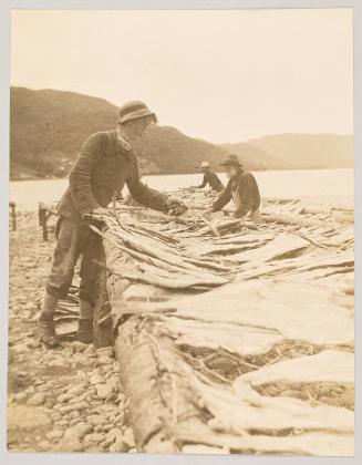 Spreading cod at South Bay, Ingonish, Cape Breton. Photograph from Fish; from collection of Canadian albums compiled by Edith S. Watson, 1890s-1930s
