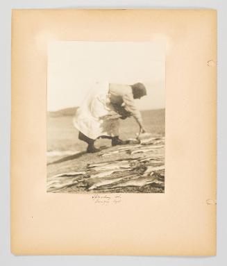 Spreading cod, Burgeo, Nfld. Page 38 of Fish; from collection of Canadian albums compiled by Edith S. Watson, 1890s-1930s