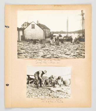 [Fishing culture in Nfld and St. Pierre et Miquelon]. Page 19 of Fish; from collection of Canadian albums compiled by Edith S. Watson, 1890s-1930s
