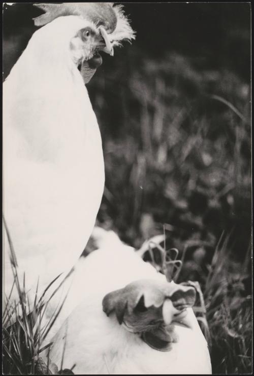Two chickens on a farm specifically for breeding