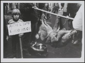 An anti hunting and animal captivity protest. A young boy holds up a placard stating 'The wolf is my friend'. A dead wolf is tied to a pole next to him.