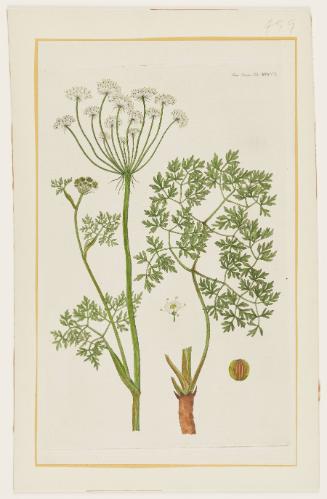 Peucedanum oreoselinum (L.) Moench, Flora Danica Tab. MDCCL
