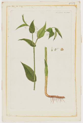 Uvularia amplexifolia (Streptopus distortus Michx.), Flora Danica Tab. MDXV
