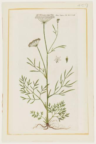 Oenanthe pimpinelloides, Flora Danica Tab. MCCCCLIV
