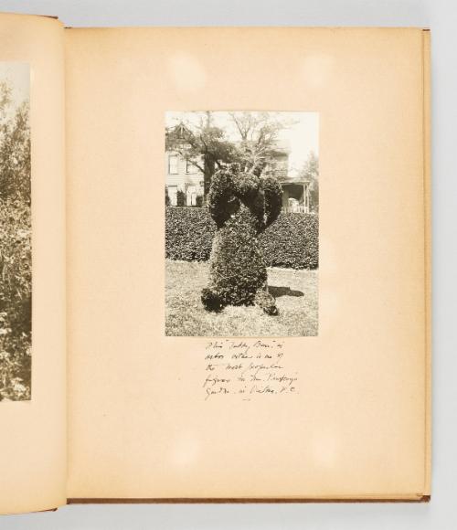 This "Teddy Bear", in arbor vitae, is one of the most popular figures in Ms. Pendray's garden, in Victoria B.C. [Page 7 of Victoria, BC album]