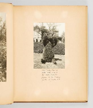 This "Teddy Bear", in arbor vitae, is one of the most popular figures in Ms. Pendray's garden, in Victoria B.C. [Page 7 of Victoria, BC album]