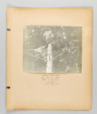 Showing a tree burial. This old and common custom is no longer permitted, Alert Bay, BC [Page 17 of Alert Bay, Queen Charlotte Islands, and Victoria, B.C. album]