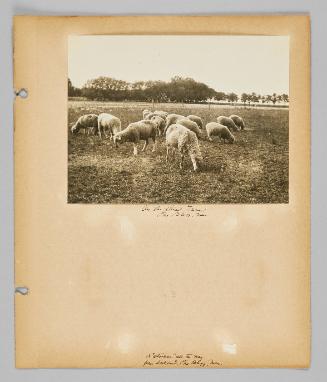 [Pine Bluff, MB II] [Page 33 of New Canadians album]