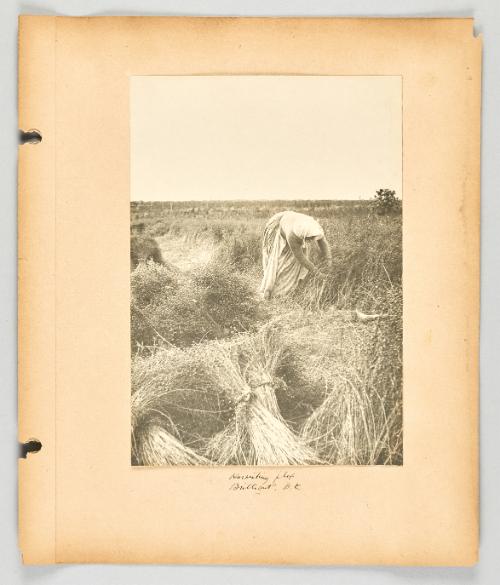 Harvesting flax, Brilliant, B.C [Page 39 of The Doukhobors II album]