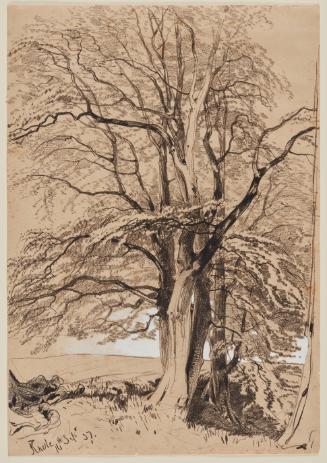 Beech Tree, Knole Park