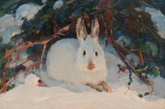 Study of a Hare in Winter