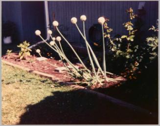 [Grass lawn and flower bed in the sunlight, shadow to the right]