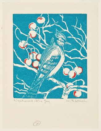 Wychwood Blue Jay