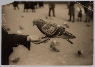 Venice has St. Mark's Square; Berlin has "Lustgarden" (Pleasure Garden). A woman enjoys feeding a pigeon by hand.