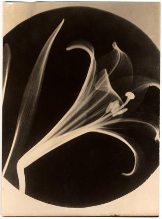 A Lily under an X-ray machine.