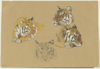 Tiger's Head, Four Studies