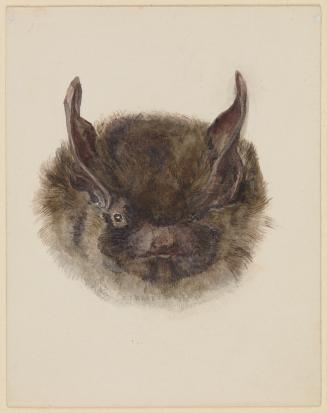 Study of the head of a bat, full face