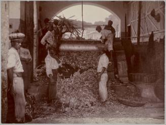 Crushing Sugar Cane by Mill, Kendal, St. John, Barbados