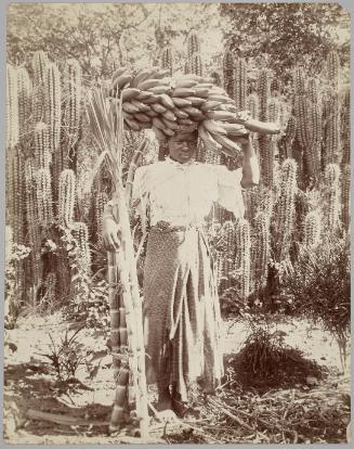 Woman with Banana and Sugar Cane, by Cactus used as Fencing, Jamaica