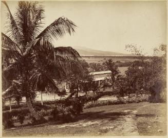 Cane Fields And Palm Trees