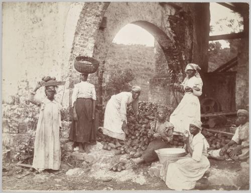 Sorting Cocoa, Jamaica