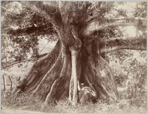 Tom Cringle's Cotton Tree, Spanish Town Road,  Jamaica