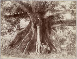 Tom Cringle's Cotton Tree, Spanish Town Road,  Jamaica