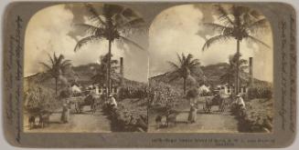 Sugar Estate, Island of Nevis