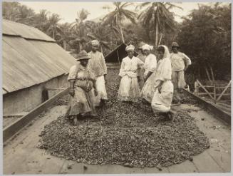 Coffee Plantation, Port of Spain,Trinidad