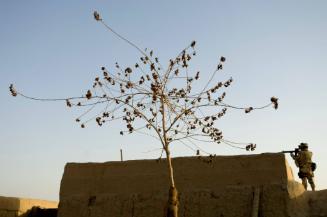 Zhari-Panjwai Districts, Kandahar, Afghanistan - A Canadian soldier talks aim from the roof of a civilian compound during an operation in Zhari District near Sangasar, Afghanistan