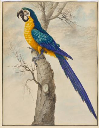 A blue and yellow Macaw
