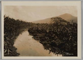 Irrigation Canal, Jamaica