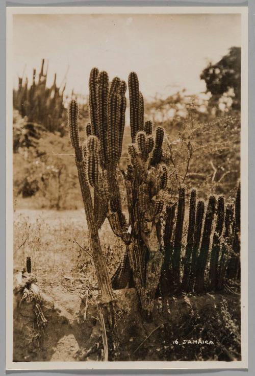 Cactus, Jamaica