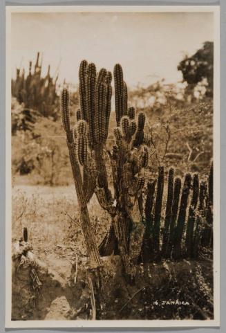 Cactus, Jamaica