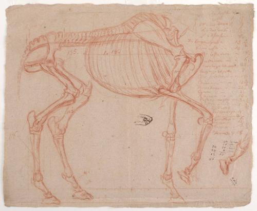 Horse Skeleton study