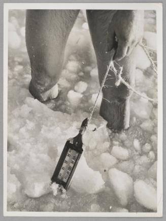 A "Viking" club member registering the cold by means of a therometer.