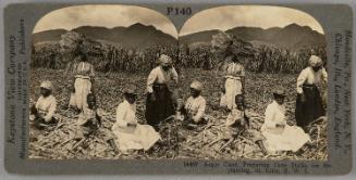 Preparing Selected Cane Stocks For Planting, St. Kitts
