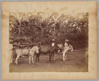 Going To Ground, Jamaica