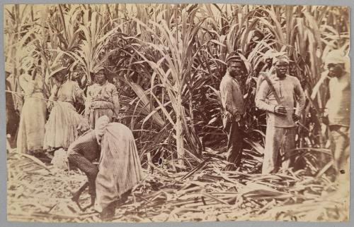 Valentine and Sons - Cane Cutters, Jamaica, 1891