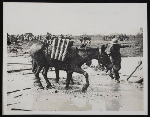 The ubiquitous mud! Pack mules with ammunition moving forward